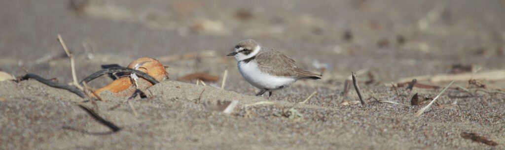 Explore Data – Migratory Shorebird Project