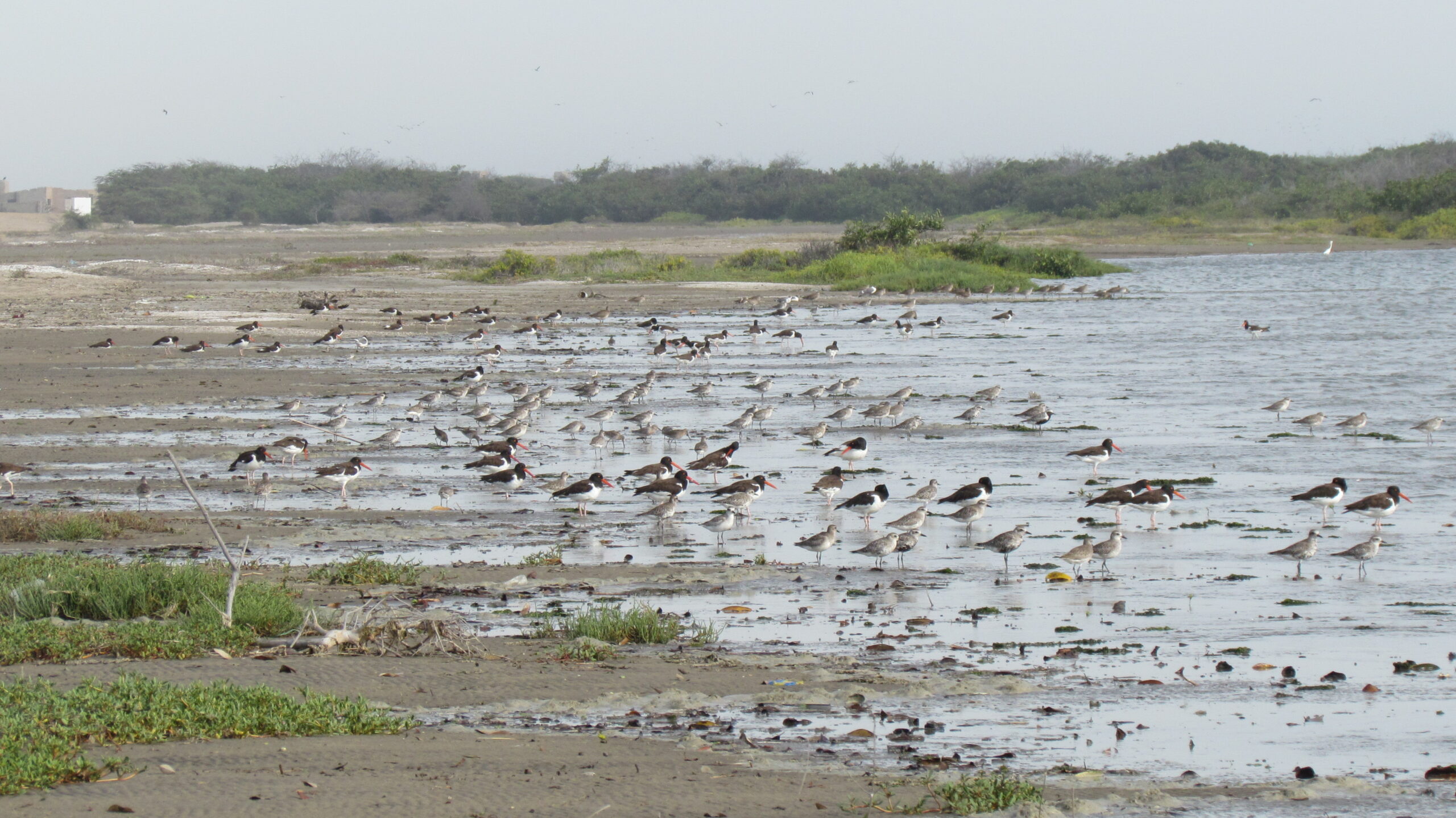 Shorebirds at San Pedro Mangrove, Peru