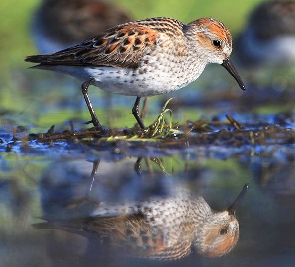 Close up of bird with reflection in water