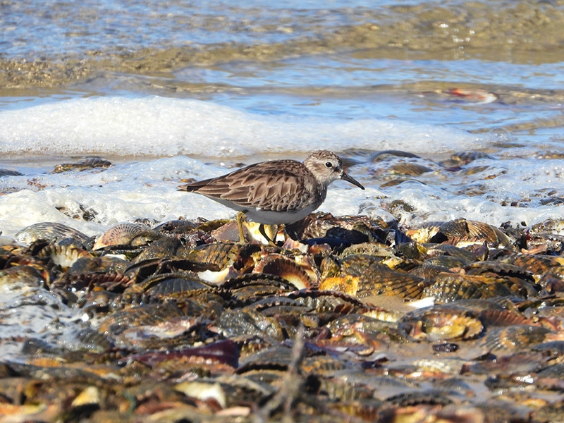 shorebird on beach filled with seashells