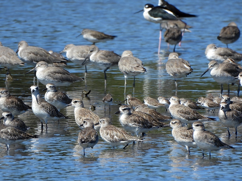 flock of shorebirds in shallow water