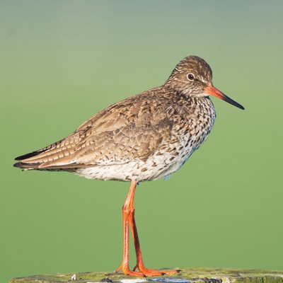 close up photo of brown shorebird on green background