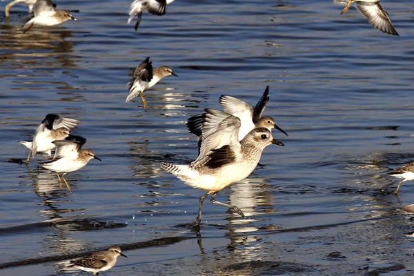 Shorebirds landing - photo by Ryan DiGaudio
