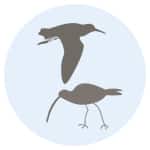 Shorebird icon