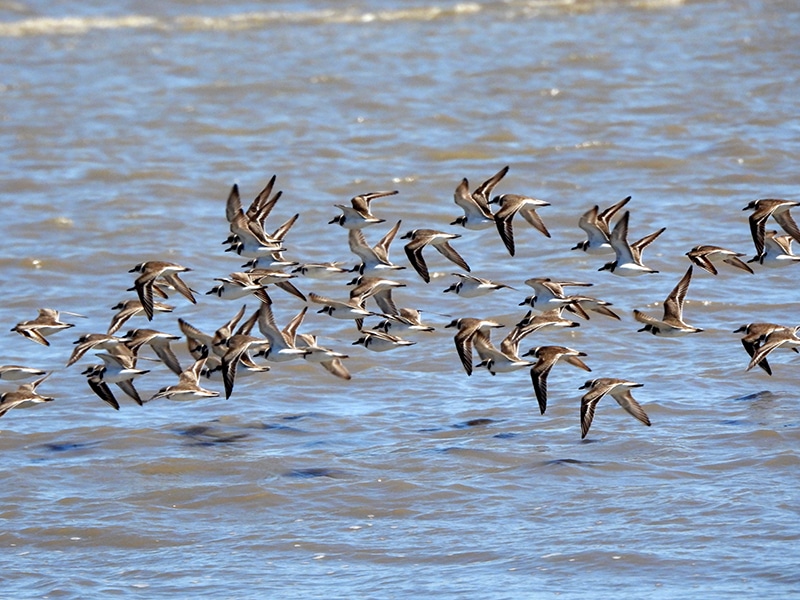 Flock of shorebirds in flight over water